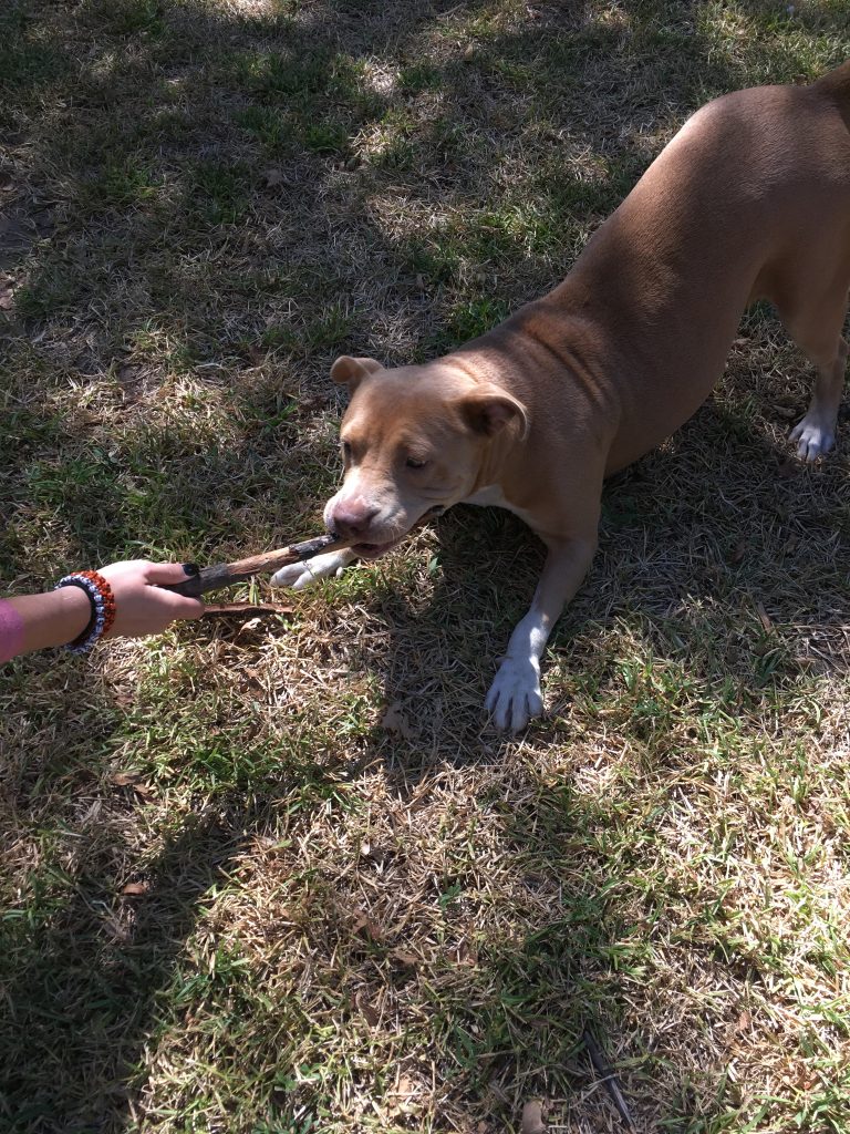 Pet Boarding in Fort Worth, TX Family PetCare