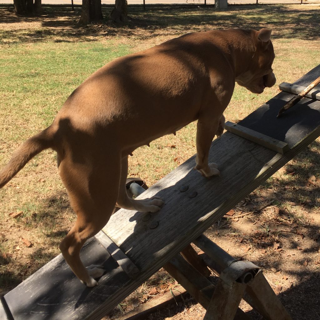 Pet Boarding in Fort Worth, TX Family PetCare