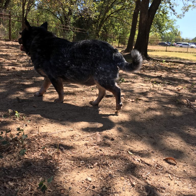 Pet Boarding in Fort Worth, TX Family PetCare