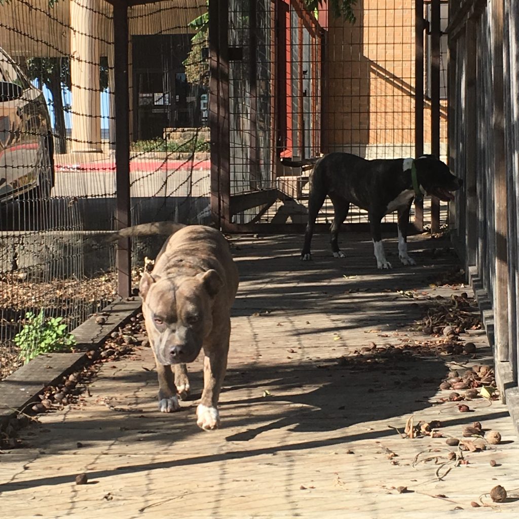 Pet Boarding in Fort Worth, TX Family PetCare