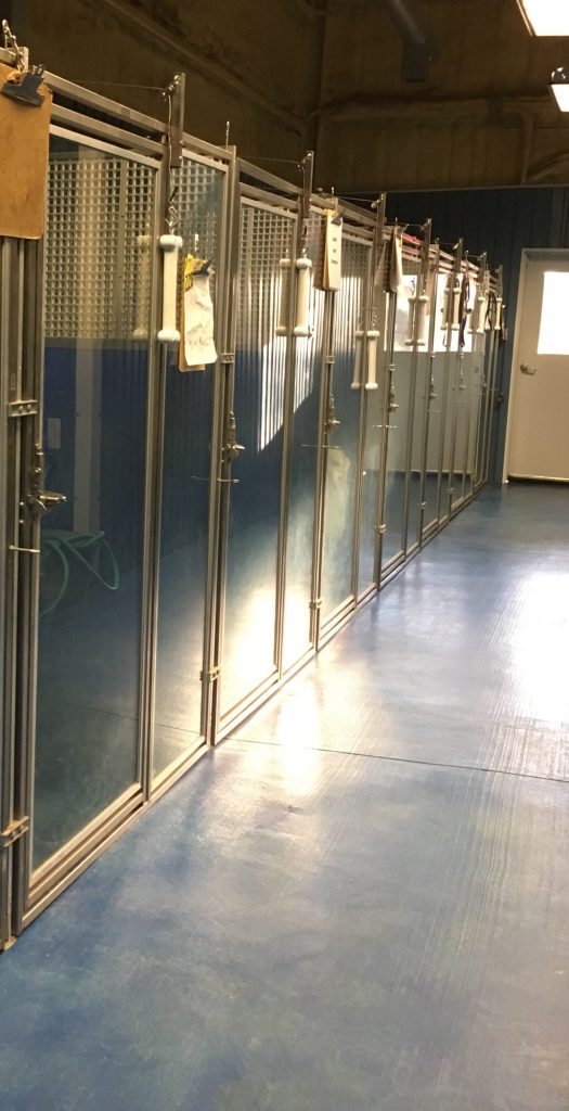 Pet Boarding in Fort Worth, TX Family PetCare